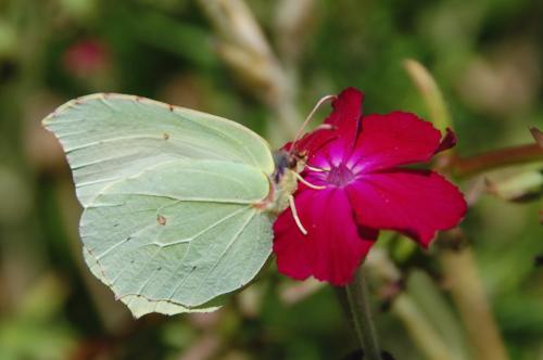 Gonepteryx rhamni